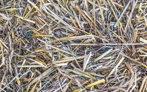 Straw, dry straw texture background, vintage style for design. Stock Photos