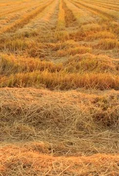 Straw drying in rice fields. Stock Photos