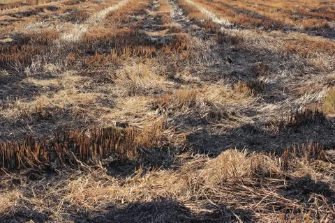 Straw drying in rice fields. Stock Photos