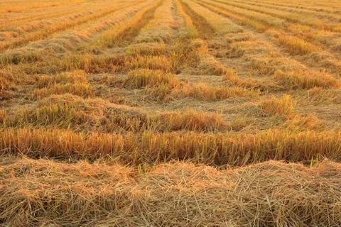 Straw drying in rice fields. Stock Photos