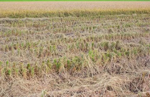 Straw drying in rice fields. Stock Photos