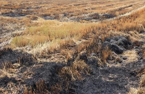Straw drying in rice fields. Stock Photos