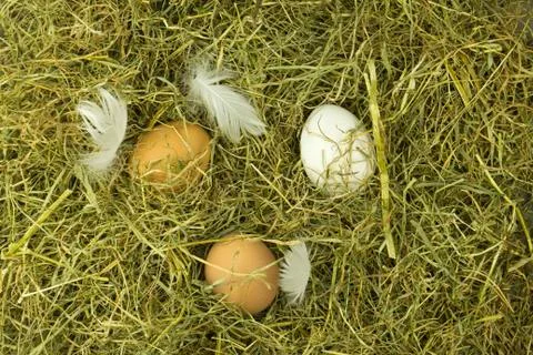 Straw with eggs as background Foto stock