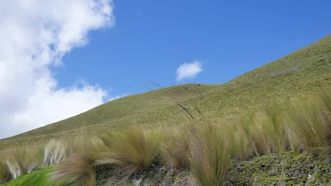 Straw in the equator paramo on a sunny day with wind Vídeo Stock 157631109