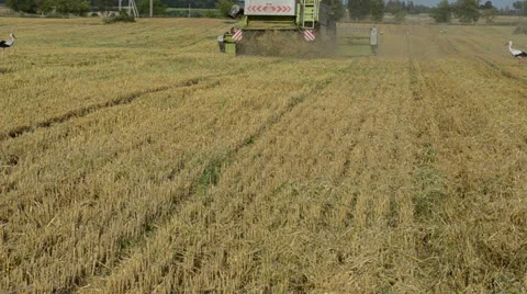 Straw fall from combine tractor harvest wheat field storks Stock Footage 25384849