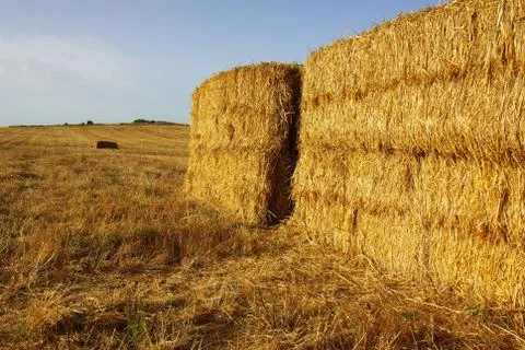 Straw field Stock Photos
