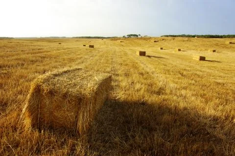 Straw field Stock Photos