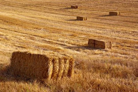 Straw field Stock Photos
