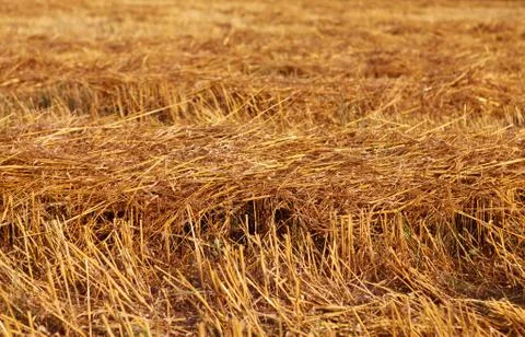 Straw on field Stock Photos