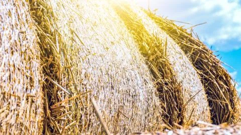 Straw in the field Stock Photos