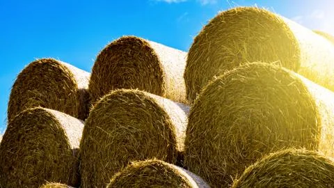 Straw in the field Stock Photos