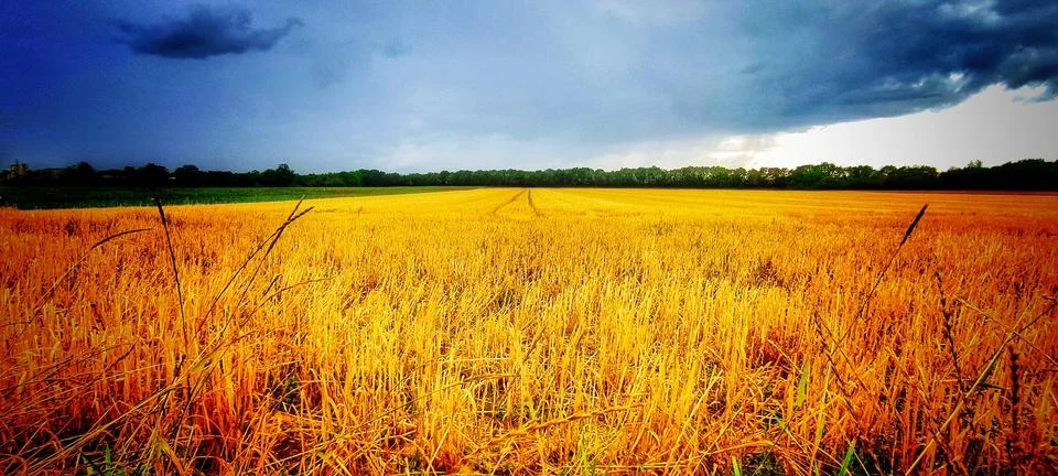 Straw Field Stock Photos