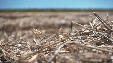 Straw in a field - slow motion shot Stock Footage 65183909
