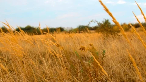 Straw Fields Blue Sky Clouds Dolly Close Slow Motion Stock-Footage 96302734