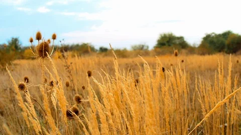 Straw Fields Blue Sky Clouds Dolly Close Stock-Footage 96303141