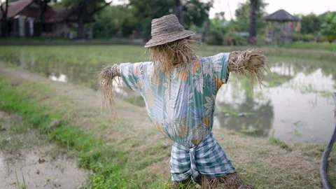 A straw figure stands watch, dressed in a faded shirt and woven hat, overlooking Видео 331232437