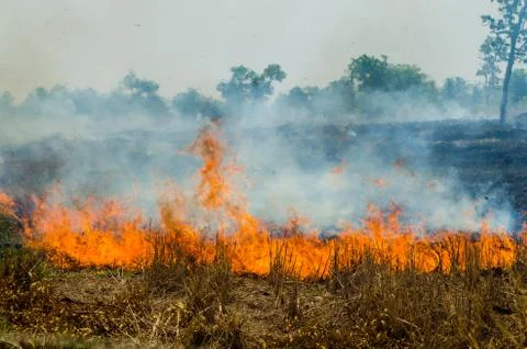 Straw fire Fotos de archivo