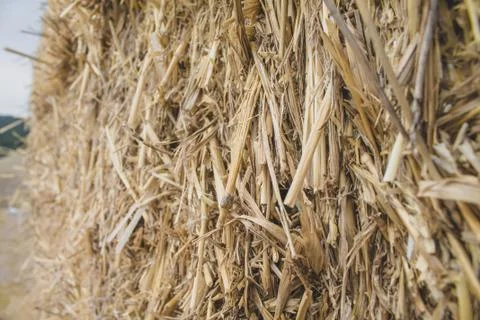 Straw floor macro 2 Stock Photos