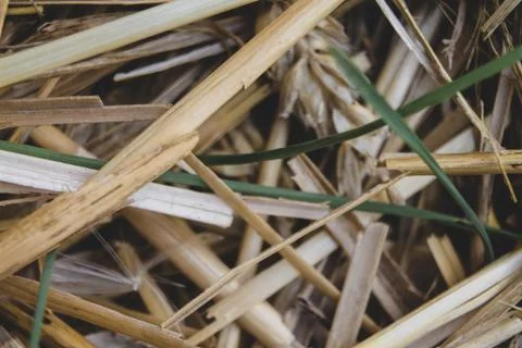 Straw floor texture 4 Stock Photos