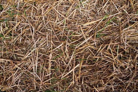 Straw floor texture 5 Stock Photos