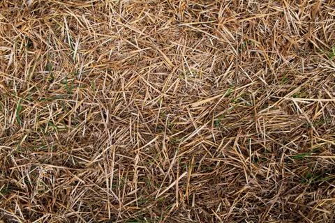 Straw floor texture 6 Fotos de archivo