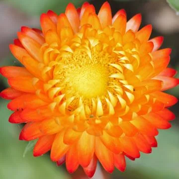 Straw flower close up Stock Photos