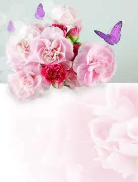Straw flower or everlasting Illustrazione stock