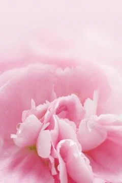 Straw flower or everlasting 스톡 일러스트