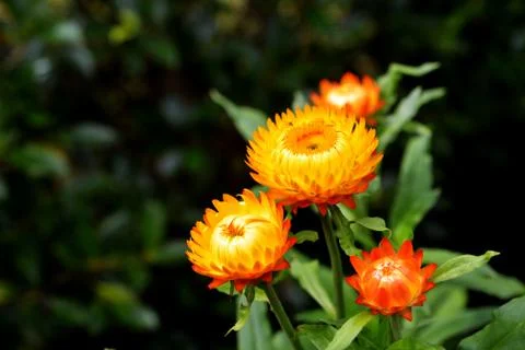 Straw flower or everlasting or paper daisy flower Stock Photos