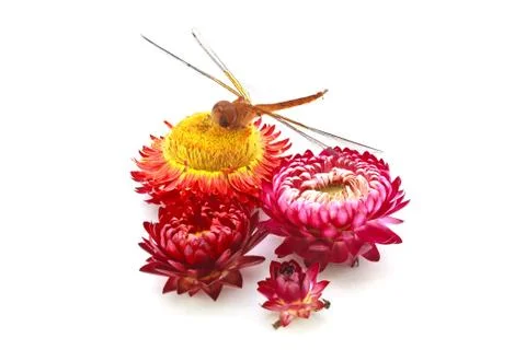 Straw flower Stock Photos