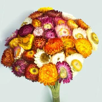 Straw flower Stock Photos