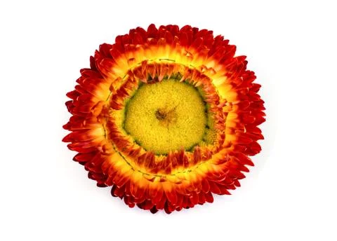 Straw flower. Stock-Fotos