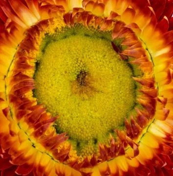 Straw flower. Stock Photos