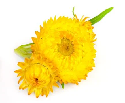 Straw flower. Stock-Fotos