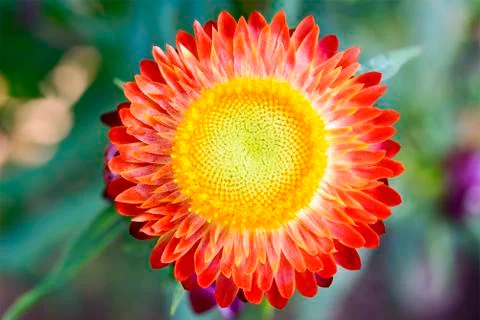 The straw flower Stock Photos