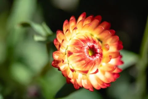 Straw Flower Stock Photos