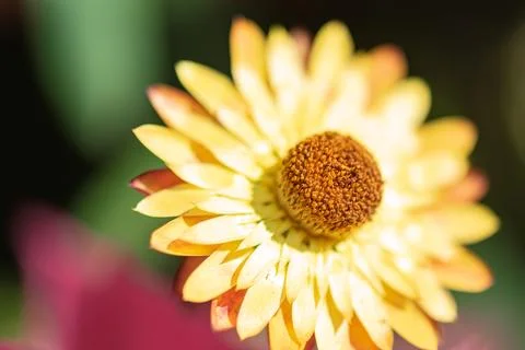 Straw Flower Stock Photos
