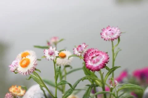 Straw flower pink in poolside Foto stock