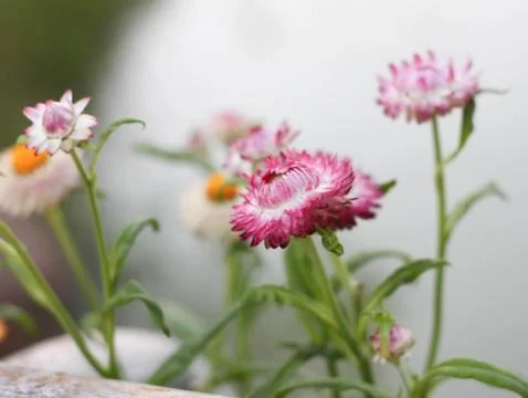 Straw flower pink in poolside Stock Photos