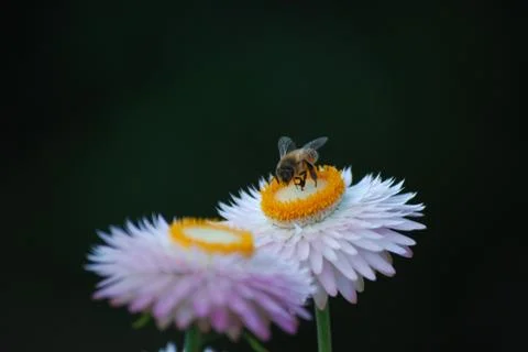 Straw Flowers with Bee Stock Photos