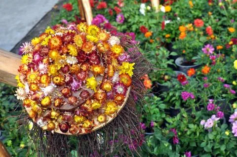 Straw flowers Stock Photos
