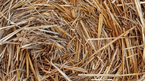 Straw Stock Footage 183357056