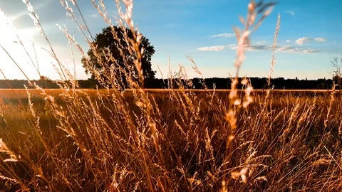 Straw halms in the wind Video stock 91770865