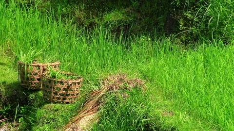 Straw harvest baskets filled with cut rice plants and farmer harvesting crops Video stock 75774909