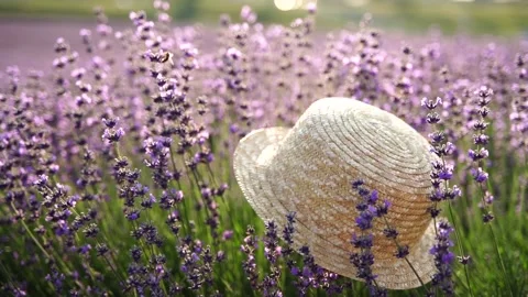 A straw hat is sitting in a field of purple flowers. The hat is the only object Stock-Footage 270539199
