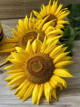 Straw Hat sunflowers on the table Stock Photos