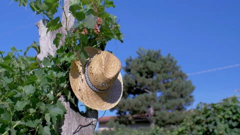 Straw hat on vineyard branches 스톡 동영상 233888062