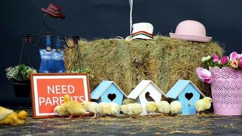 On the straw, on the hay are walking small chickens, ducklings. In the Stock Footage 76523908