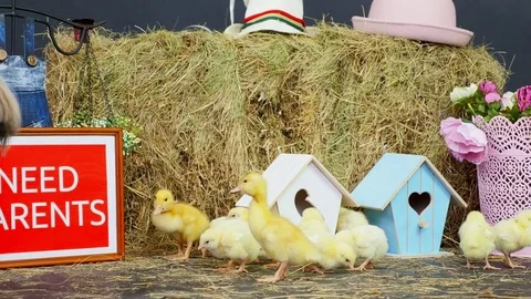 On the straw, on the hay are walking small chickens, ducklings. In the Stock Footage 76524306