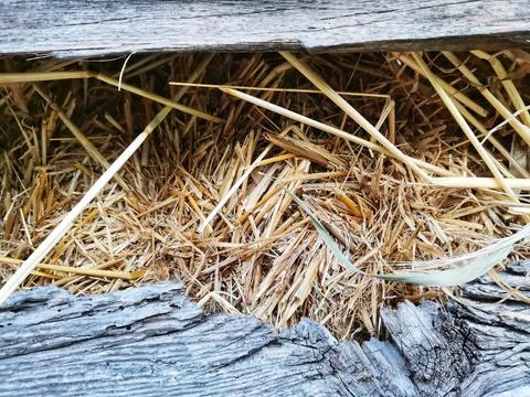 The straw in the haystack. Stock Photos